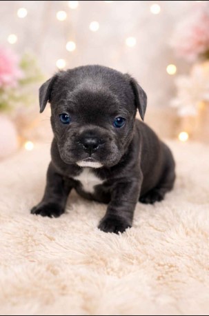 1 chewy female available