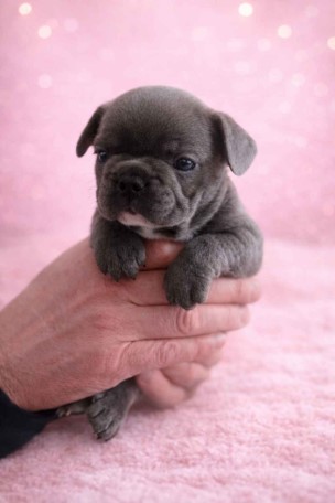 10 princess leah female available