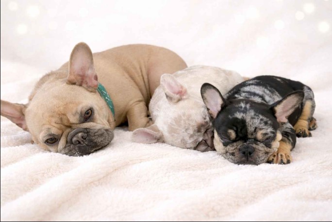 12 snow white and sleeping beauty