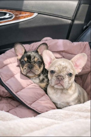 13 sleeping beauty and snow white available dob 11 12 25