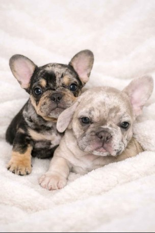 14 sleeping beauty and snow white available dob 11 12 25