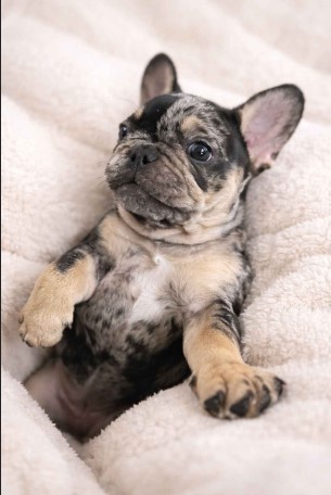 15 sleeping beauty available