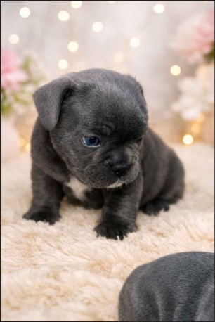 2 chewy female available