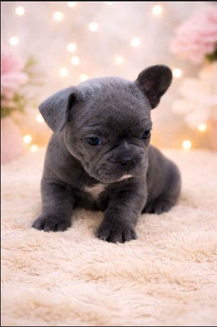 4 wicket female available